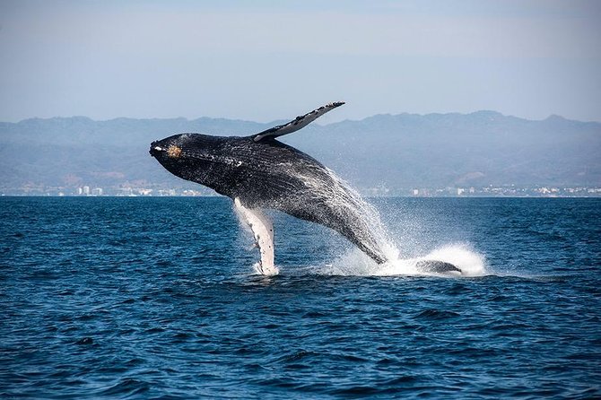 Whale and Dolphin Watching With a Biologist in Puerto Vallarta - Viator Help Center