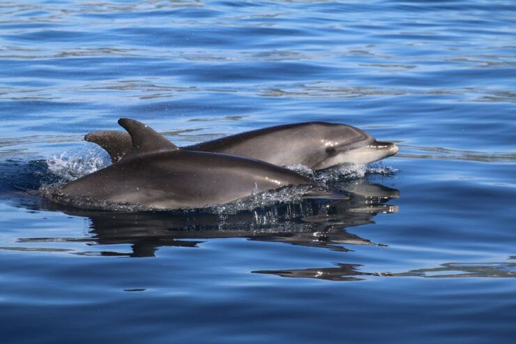 Whale and Dolphin Watching With Vila Franca Islet Visit - Activity Details