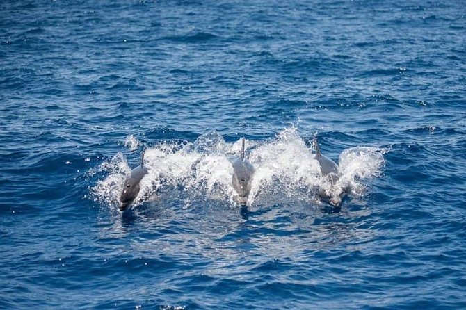 Whale and Dolphin Watching Yacht Trip in Puerto Colon - Additional Information