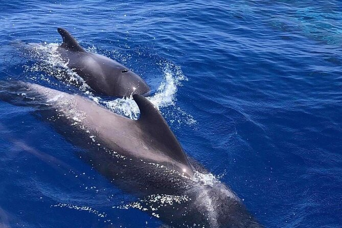 Whale and Dolphin Watching Yacht Trip in Puerto Colon - Common Questions