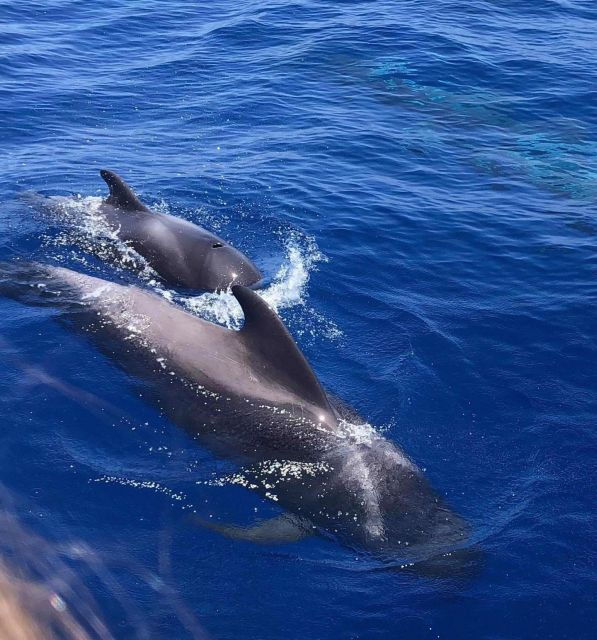 Whale and Dolphin Watching Yacht Trip in Puerto Colon - Important Information