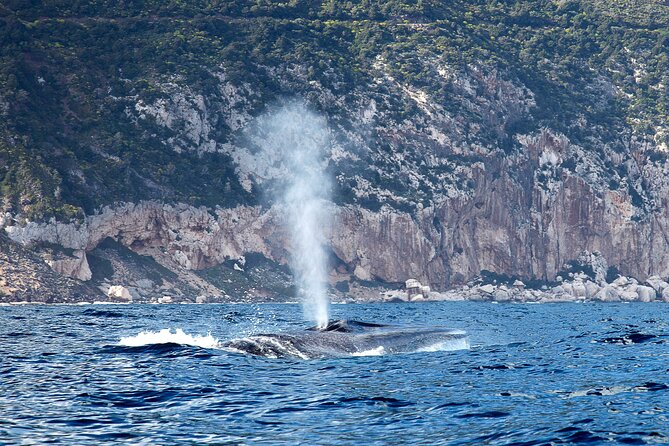 Whale & Birdwatching Tour in the Gulf of Orosei From Cala Gonone - Good To Know