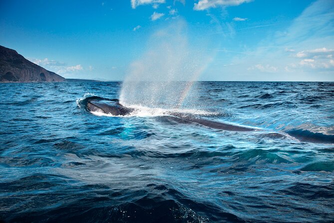 Whale & Birdwatching Tour in the Gulf of Orosei From Cala Gonone - Inclusions