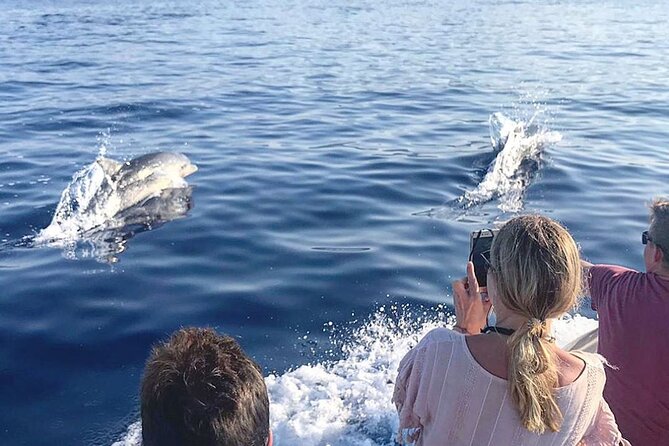 Whale & Birdwatching Tour in the Gulf of Orosei From Cala Gonone - End Point
