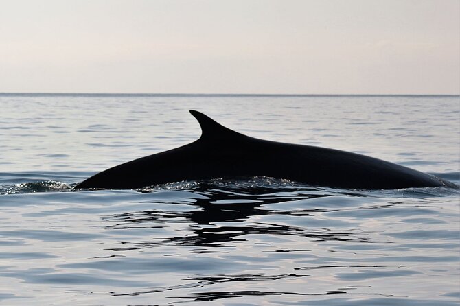 Whale & Birdwatching Tour in the Gulf of Orosei From Cala Gonone - Start Time