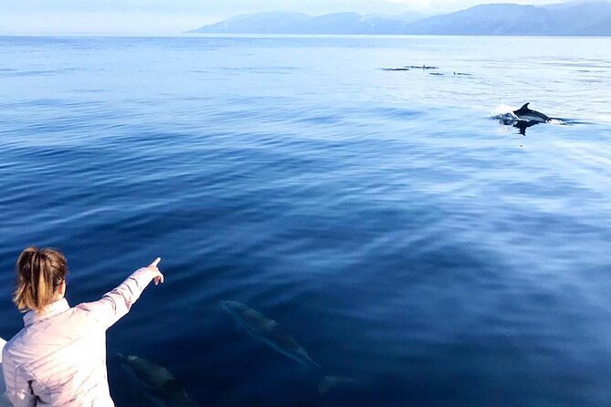 Whale & Birdwatching Tour in the Gulf of Orosei From Cala Gonone - Additional Information