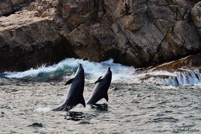 Whale, Dolphin & Penguin Island Cruise - Overview and Experience