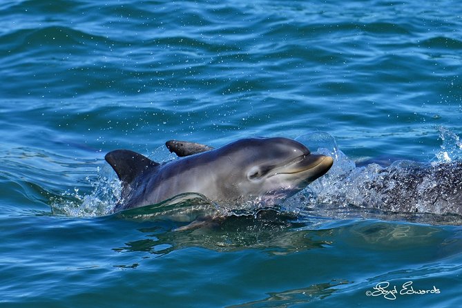 Whale, Dolphin & Penguin Island Cruise - Traveler Reviews and Testimonials