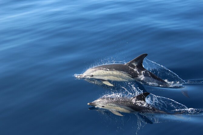 Whale & Dolphin Watching Boat Tour From Los Cristianos - Cancellation Policy and Requirements