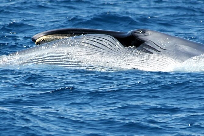 Whale & Dolphin Watching Boat Tour From Los Cristianos - Pricing and Booking