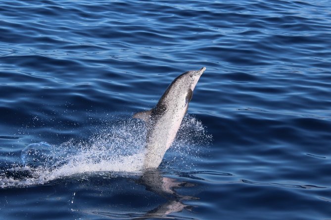 Whale & Dolphin Watching Boat Tour From Los Cristianos - Common Questions