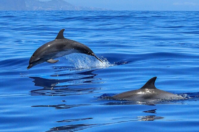 Whale & Dolphin Watching Boat Trip in Tenerife On a Sailing Boat (3 Hr) - Common Questions