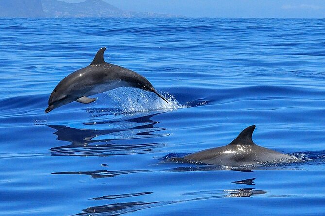 Whale & Dolphin Watching in Tenerife (Puerto Colon) On a Large Catamaran - Additional Information and Reviews