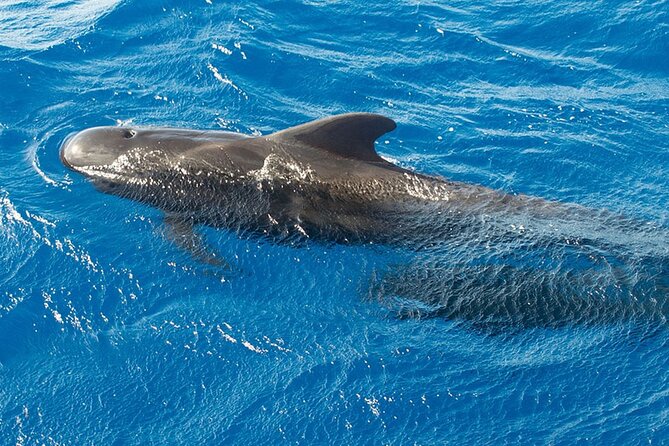 Whale & Dolphin Watching in Tenerife (Puerto Colon) On a Large Catamaran - Directions