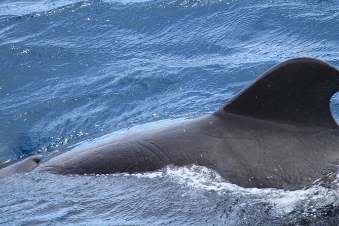 Whale & Dolphin Watching in Tenerife (Puerto Colon) On a Large Catamaran - The Sum Up