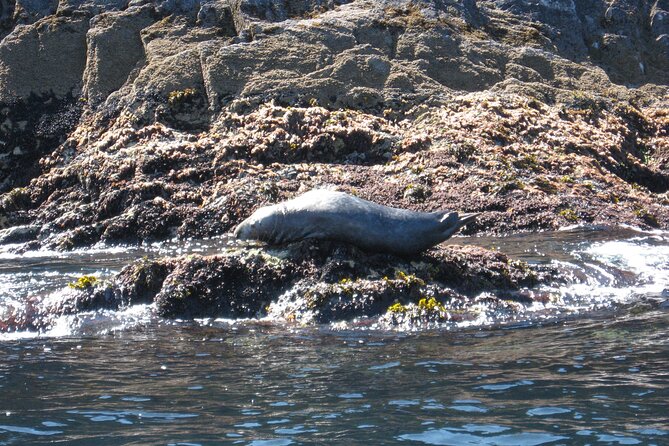 Whale & Dolphin Watching Tour - Pricing and Booking