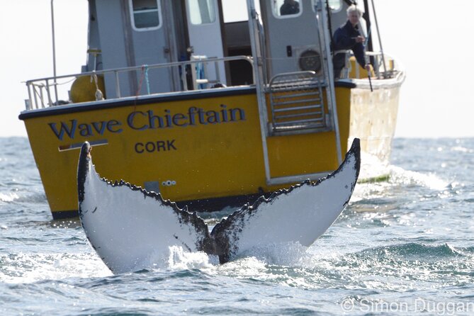 Whale & Dolphin Watching Tour - Cancellation Policy