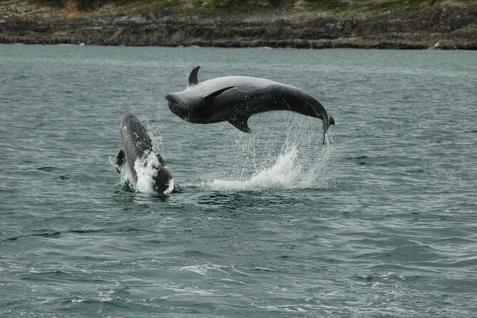 Whale & Dolphin Watching Tour - Common Questions