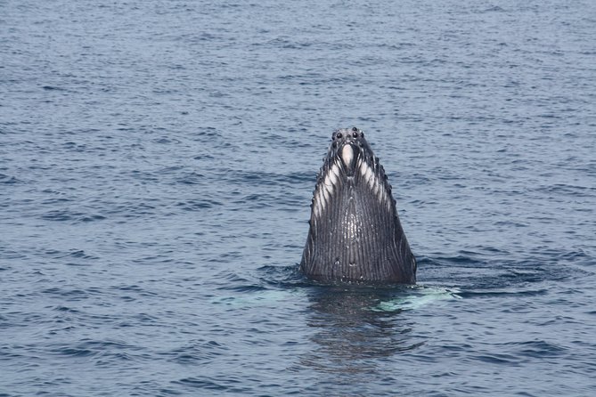 Whale Encounter Puerto Vallarta - The Sum Up