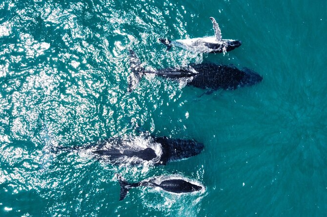Whale Route Full Day Tour in Cape Town - Pricing and Booking