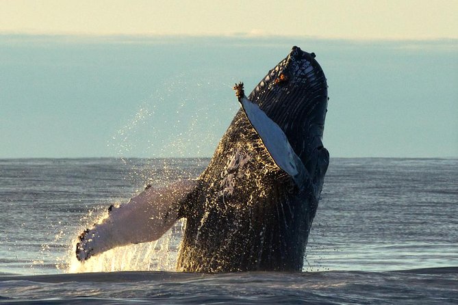 Whale Safari and Puffins RIB Boat Tour From Húsavík - Mixed Experiences and Feedback