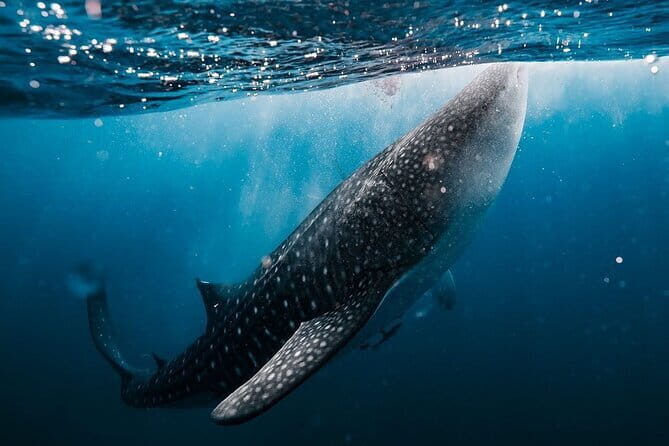 Whale Shark Adventure 2 Days 1 Night Sharing Trip - Good To Know