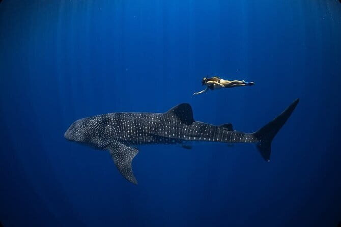 Whale Shark Adventure 2 Days 1 Night Sharing Trip - Price Analysis and Value