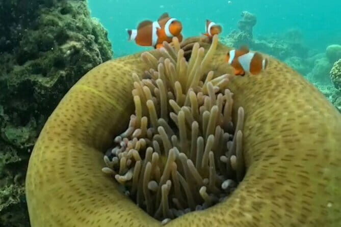 Whale Shark Adventure 2 Days 1 Night Sharing Trip - The Sum Up