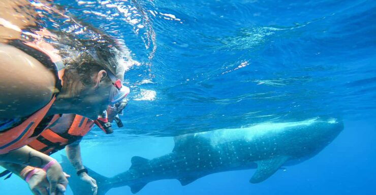 Whale Shark Adventure From Isla Mujeres - Good To Know
