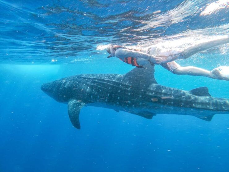 Whale Shark Adventure From Isla Mujeres - Activity Highlights
