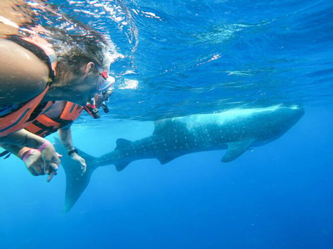 Whale Shark Adventure From Isla Mujeres - Inclusions & Exclusions