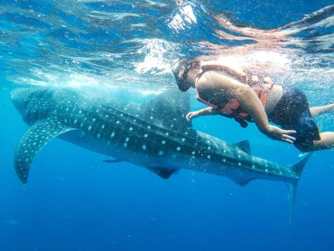 Whale Shark Adventure From Isla Mujeres - Meeting Point & Preparation