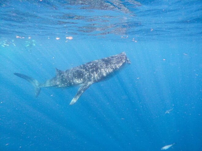 Whale Shark Adventure From Isla Mujeres - Suitability & Restrictions
