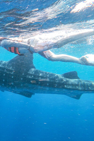 Whale Shark Adventure From Isla Mujeres - Exploring the Caribbean