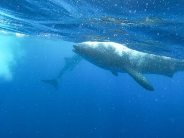 Whale Shark Adventure From Isla Mujeres - Frequently Asked Questions