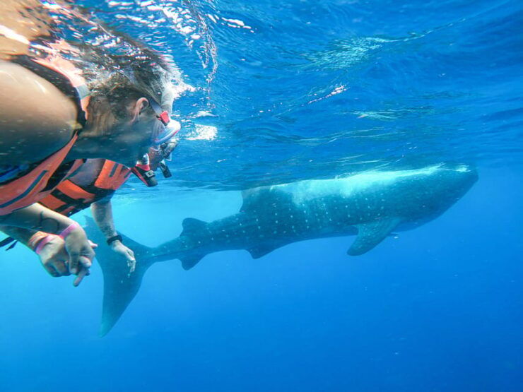 Whale Shark Adventure From Isla Mujeres - Activity Highlights