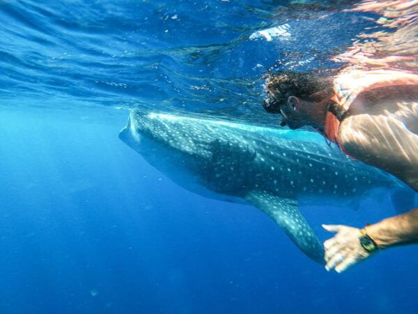 Whale Shark Adventure From Isla Mujeres - Exploring the Caribbean