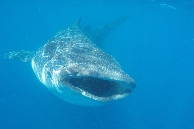 Whale Shark Adventure in Isla Mujeres and Cancun - Overview of the Experience