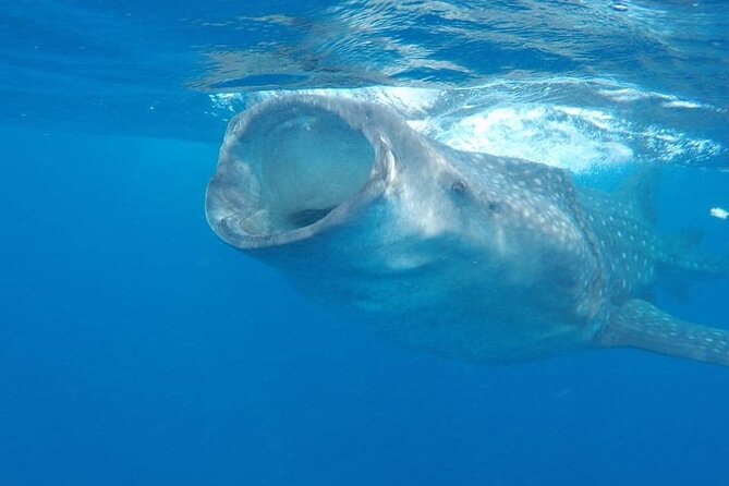 Whale Shark Adventure in Isla Mujeres and Cancun - Traveler Photos and Reviews