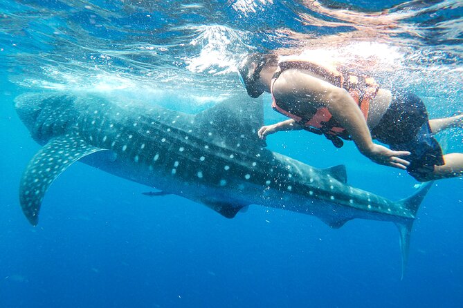 Whale Shark Adventure in Isla Mujeres and Cancun - Positive Reviews