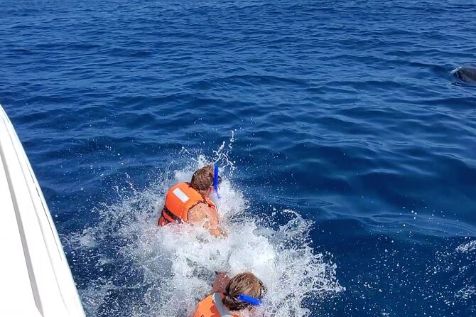 Whale Shark Adventure in Isla Mujeres and Cancun - Mixed Reviews