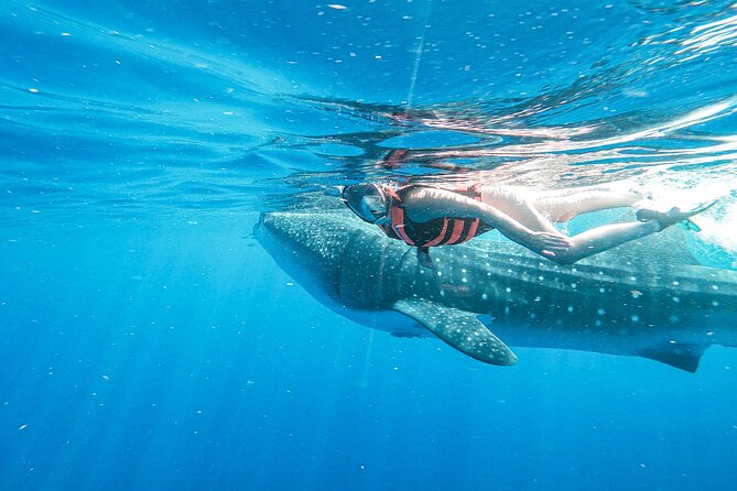Whale Shark Adventure in Isla Mujeres and Cancun - How to Prepare for the Adventure