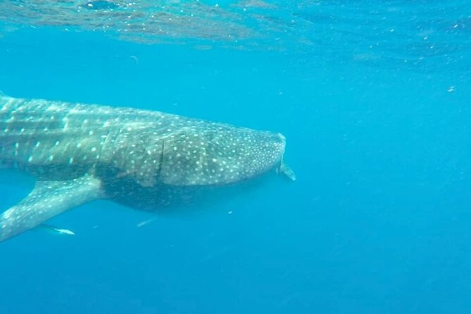 Whale Shark Adventure in Isla Mujeres and Cancun - Common Questions
