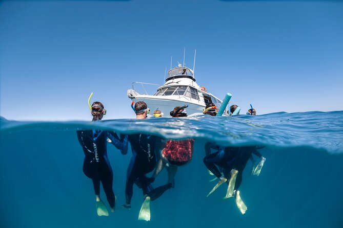 Whale Shark Adventure Tour - Tour Details