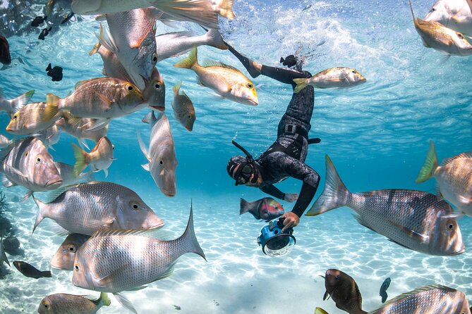 Whale Shark Adventure Tour - Directions