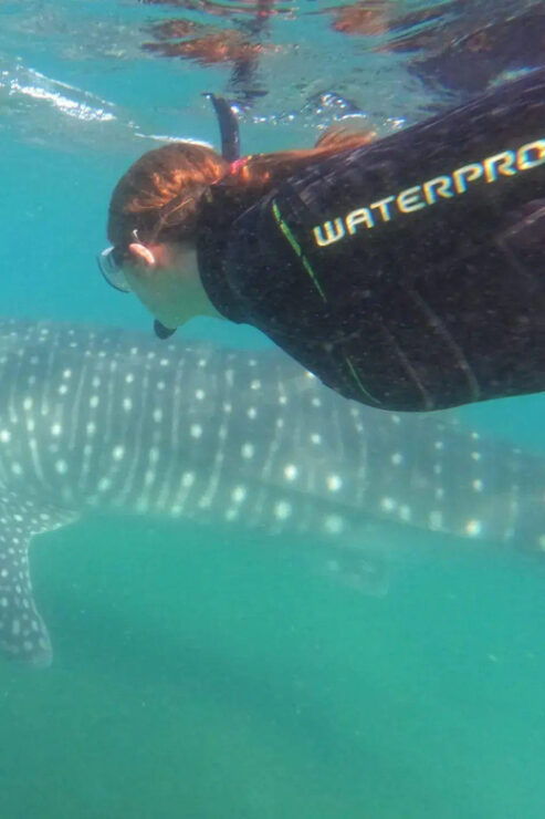 Whale Shark Adventure With Marine Biologists, 4-Hour Tour - Good To Know