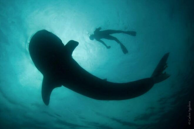 Whale Shark Adventure With Marine Biologists, 4-Hour Tour - Itinerary Details