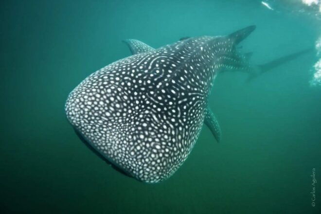 Whale Shark Adventure With Marine Biologists, 4-Hour Tour - Included in Tour