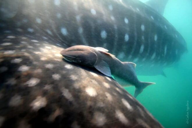 Whale Shark Adventure With Marine Biologists, 4-Hour Tour - Getting to the Tour