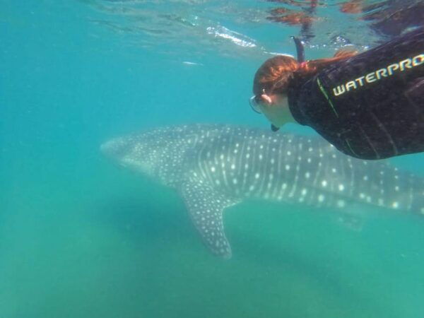 Whale Shark Adventure With Marine Biologists, 4-Hour Tour - Frequently Asked Questions